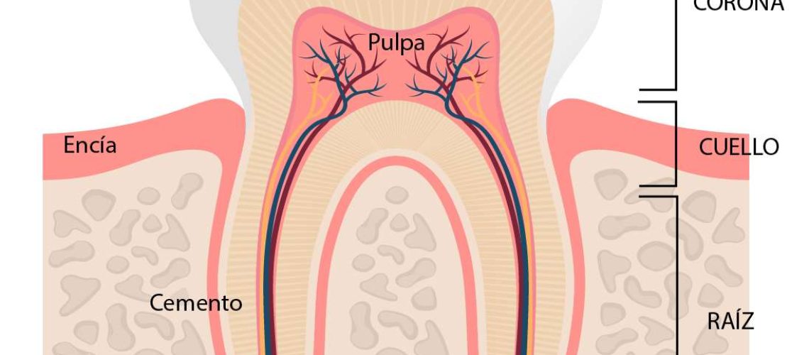 Anatomía del diente@3x-100